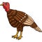 Mother Turkey Cartoon Colored Clipart Illustration