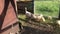 Mother turkey walks with ducklings. In an aviary