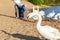 Mother and two twin brothers feeds the swans