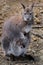 Mother Wallaby with baby in pouch.