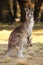 Mother Wallaby with Joey