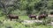 Mother Warthog with her young at Kruger National Park