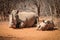 Mother White rhino with her baby Rhino