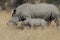 Mother White Rhino with Young