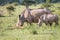Mother White rhino and young calf grazing