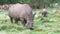 Mother white rhinoceros grazes with calf in the background