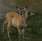 Mother whitetail and her youngster standing next to a stream