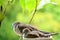 Mother Wild Zebra Dove and Her Child Napping Side by Side on a Planter at Balcony Garden