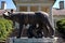 The mother wolf at Bolza Castle, Szarvas, Hungary