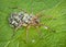 Mother wolf spider with babies