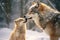 Mother wolf and wolf cubs in winter snow. Generative AI