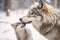 Mother wolf and wolf cubs in winter snow. Generative AI