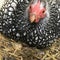 Mother Wyandotte hen with newly hatched chick sitting on a nest