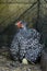 Mother Wyandotte hen with newly hatched chick sitting on a nest