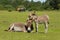 Mother and young baby donkey offspring showing love and affection in the New Forest Hampshire England UK