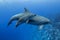 Mother and young bottlenose dolphin, South Pacific Ocean