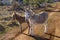 Mother and young donkey