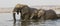 Mother and young elephant crossing river in panoramic photograph