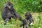 Mother with Young Gorilla