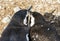 Mother and a young Magellanic penguins in Magdalena island in Chile