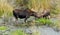 Mother and young Moose in bog