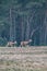 Mother and young mouflon walking in field near pine forest.