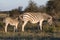Mother Zebra with calf in the African Savannah