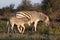 Mother Zebra with calf in the African Savannah