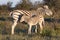 Mother Zebra with calf in the African Savannah