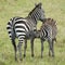 A mother zebra feeding her foal