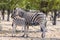 Mother zebra nursing a baby zebra, drinking milk. In the shade beneath a tree in Etosha Namibia