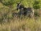 Mother zebra with young