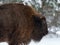 Motherly Bison Close Up. Adult Wild European Brown Bison Bison Bonasus In Winter Time. Adult Aurochs Wisent , Symbol Of The