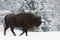 Motherly Brown Bison Close Up. Wild European Brown Bison Bison Bonasus In Winter Time. Adult Aurochs Wisent , Symbol Of The Republ
