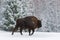 Motherly Brown Bison Walking On Snow. Wild European Brown Bison Bison Bonasus In Winter Time. Adult Aurochs Wisent ,Symbol