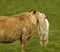 Motherly love mother cow with baby spring calf