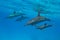 mothers and babies Spinner dolphins (Stenella longirorstris) swimming over sand in Sataya reef, Egypt, Red Sea