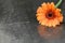 Mothers Day background. Gerbera daisy on rusty background with copy space