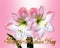 Mothers Day Card pink Amaryllis