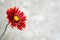 Mothers Day flower background or card with copy space. Gaillardia Burgundy or Blanket flower close up