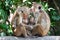 Mothers with young children Bonnet macaque monkeys