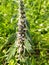 motherwort