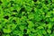 Motherwort herb plants