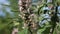 Motherwort (Leonurus cardiac) â€“ a good honey plant and herb.