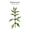 Motherwort Leonurus cardiaca , or throw-wort, lions ear, medicinal plant