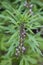 Motherwort Leonurus japonicus blooming plant on a natural green unsharp background