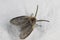 Mothflies, owl midges, sewage farm flies, called also waltzing midges (Psychodidae) on a white wall