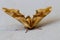 Moths are a group of insects that includes all members of the order Lepidoptera that are not butterflies.