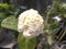 Motia Bel flower arabian jasmine