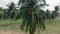 Motion around high palm with puffy leaves yellow coconuts